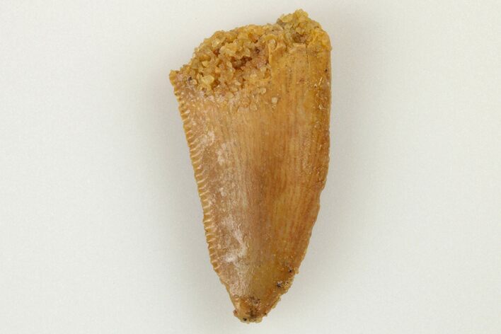 Bargain, .61" Raptor Tooth - Real Dinosaur Tooth
